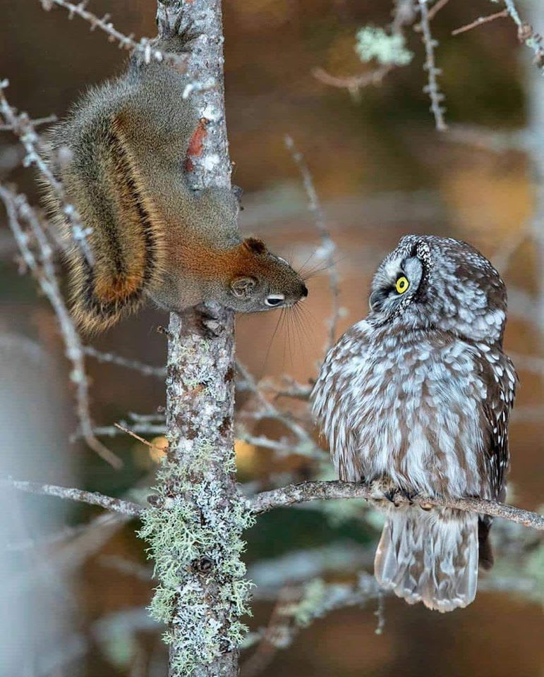 Pin by Méli Mélo on белки | Owl pictures, Owl, Wild animals pictures