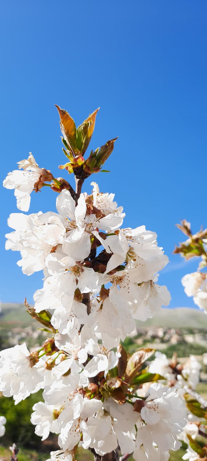 PsBattle: almonds blooms with a village background