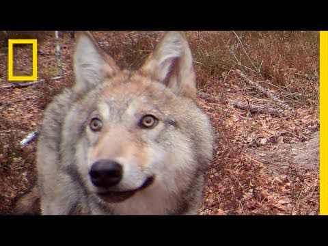 30 Years After Chernobyl, Nature Is Thriving | National Geographic