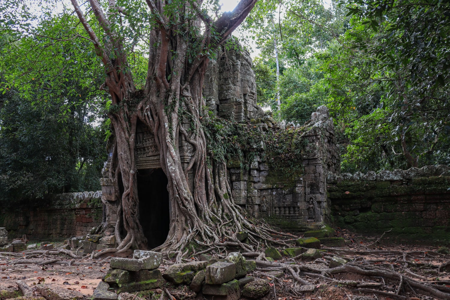 One of the gates at Ta Som temple, overgrown by a strangler fig. Cambodia, Khmer Empire, 12th century AD