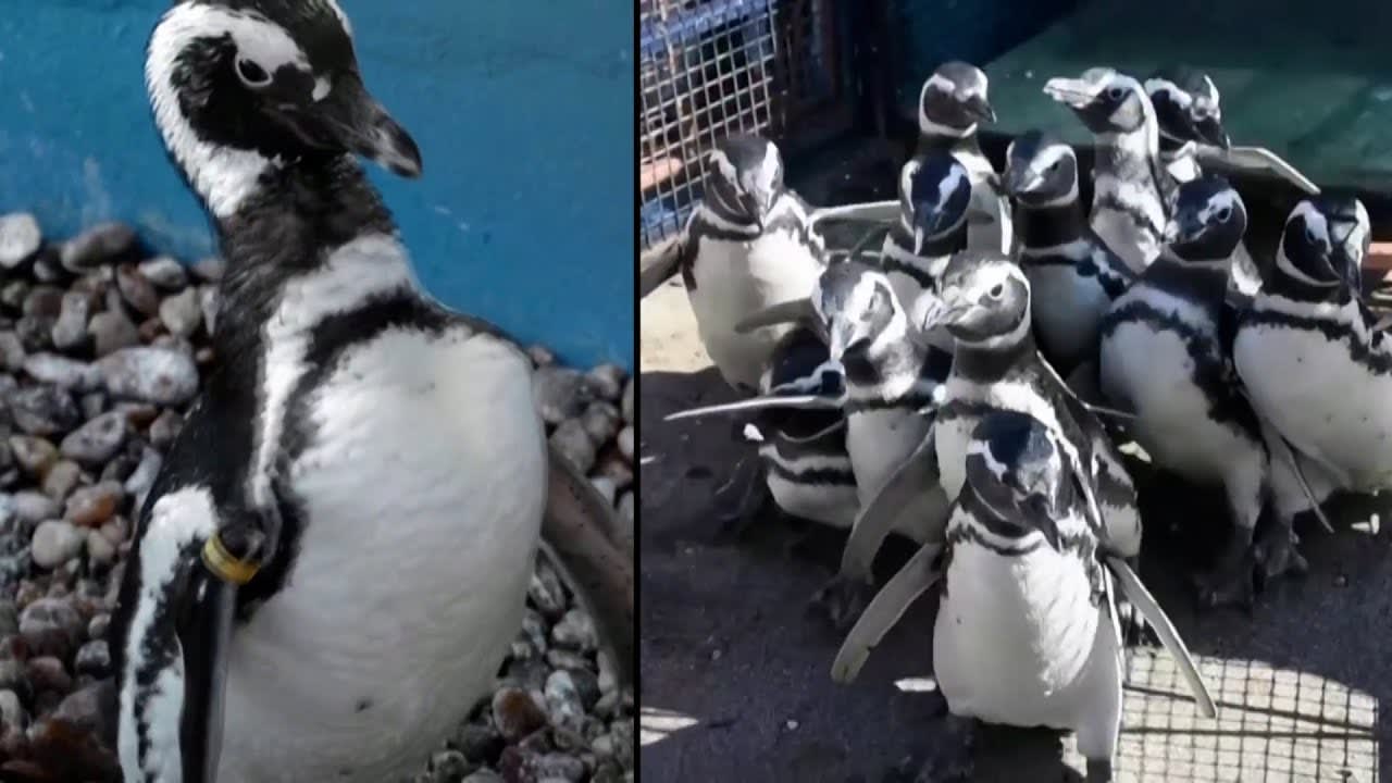 Rescued Penguins Waddle Back Into the Ocean