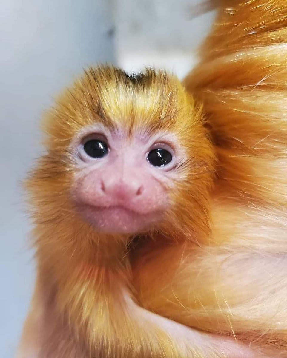 Baby Boudica is an endangered golden lion tamarin, a species vital for seed distribution and regeneration in the Atlantic Forest. They're being threatened by yellow fever and conservationists are racing to vaccinate them. 📷 : Keeper Kim W/Roger Williams Park Zoo