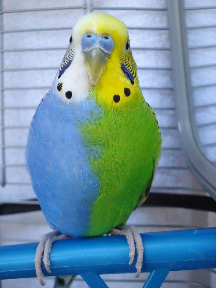 PsBattle: Half blue-half green parakeet