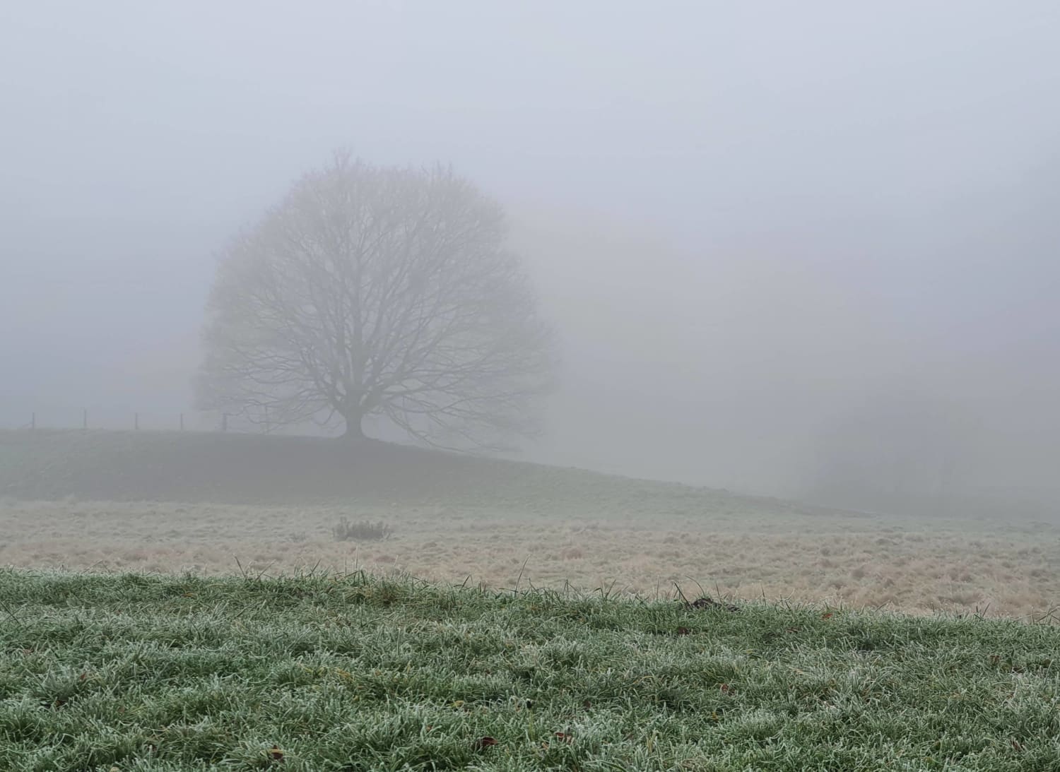My favorite tree shrouded in fog. Germany, North Rhine-Westphalia