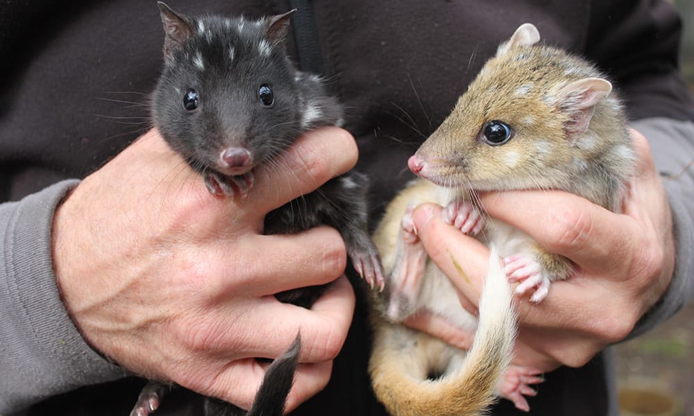 Quolls are marsupials native to Australia, Tasmania and New Guinea, and they are mainly nocturnal. There are six different species, and the two pictured here are eastern quolls. Female quolls give birth to their young after a gestation period ranging from 19 to 24 days.