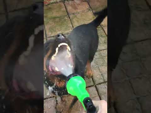 Rottweiler Loves Being Sprayed by Hose || ViralHog