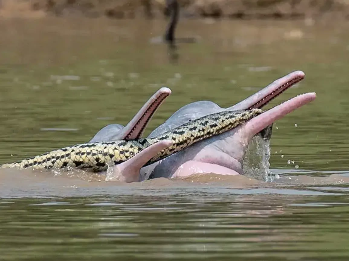These river dolphins are playing with an anaconda! It was only after checking the first image that the researcher realized what mystifyingly weird behavior they were witnessing. https://t.co/aYeX2bhjyO Omar M. Entiauspe Neto/Steffen Reichle/Alejandro dos Rios