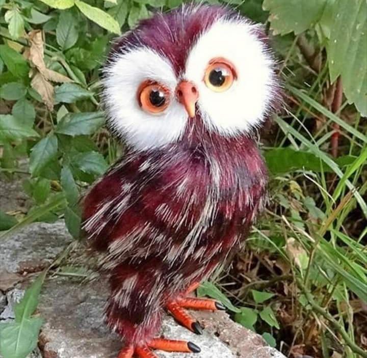 Little Owl Madagascar Burgundy