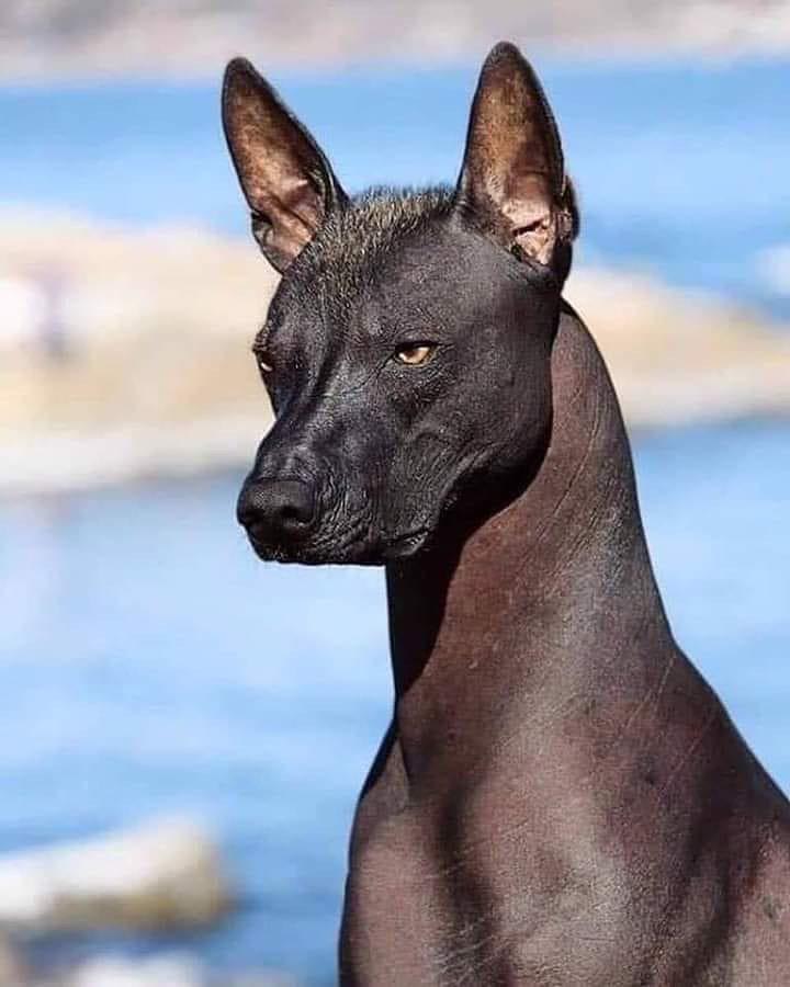 The Xoloitzcuintli is an ancient Aztec breed native to Mexico, once considered as guides for the dead on their journey to the underworld.