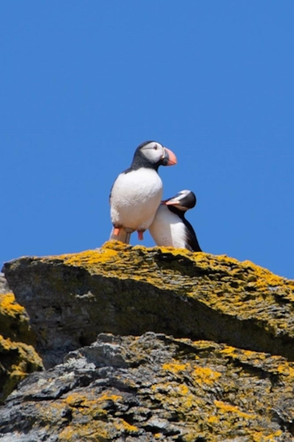 Thanks to the clever use of puffikins (manikin puffins) and recorded calls, following a brown rat eradication programme Atlantic Puffins have been seen with nesting material on The Isle of Man after an absence of 30 years. This is a hopeful sign that they might be settling there and breeding again.