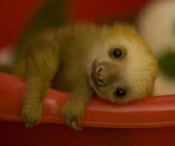 If your having a bad day remember baby sloths look like this