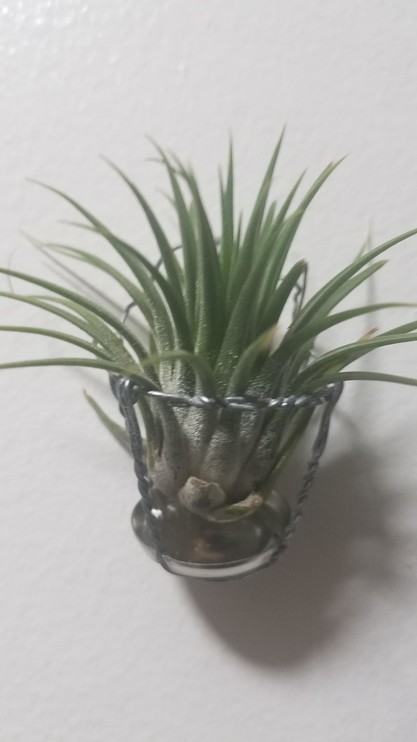 wire from champagne bottle makes a nice little airplant holder