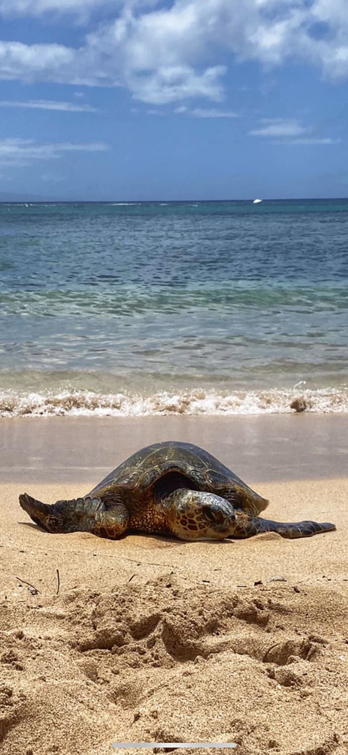 Green sea turtles are found in tropical waters around the world, but only Hawaii’s greens bask on beaches. Kapalua Bay Beach, Maui