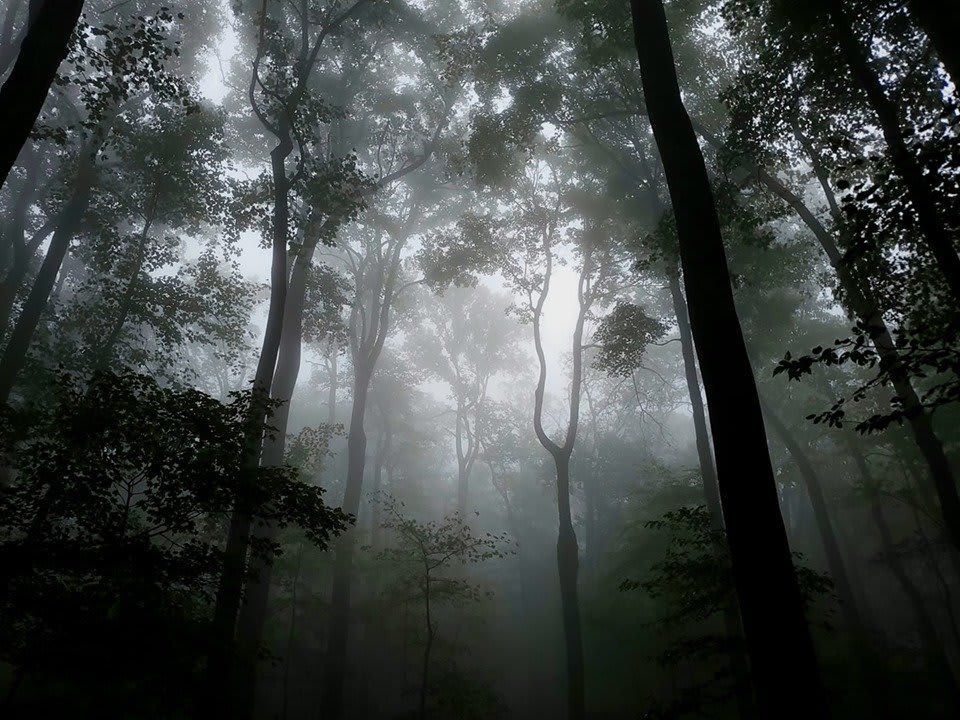 Spooky or sublime? Take a walk in the woods