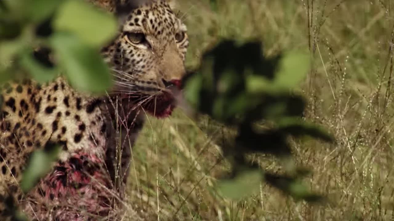 Young Leopard's First Big Kill! | BBC Earth