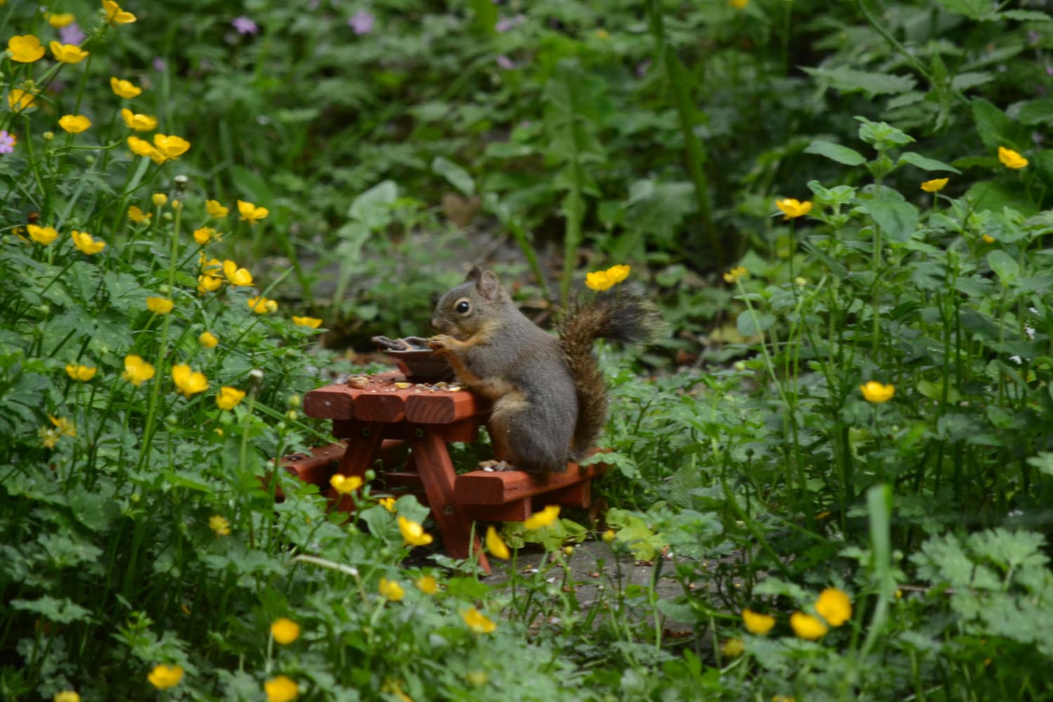 Douglas squirrel approves of the picnic bench we built it
