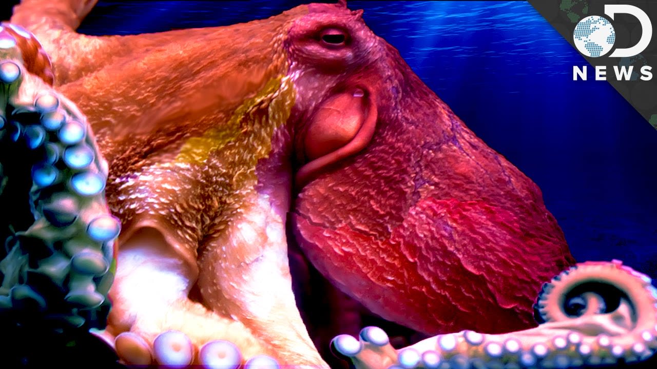Understanding The Weird Anatomy Of An Octopus