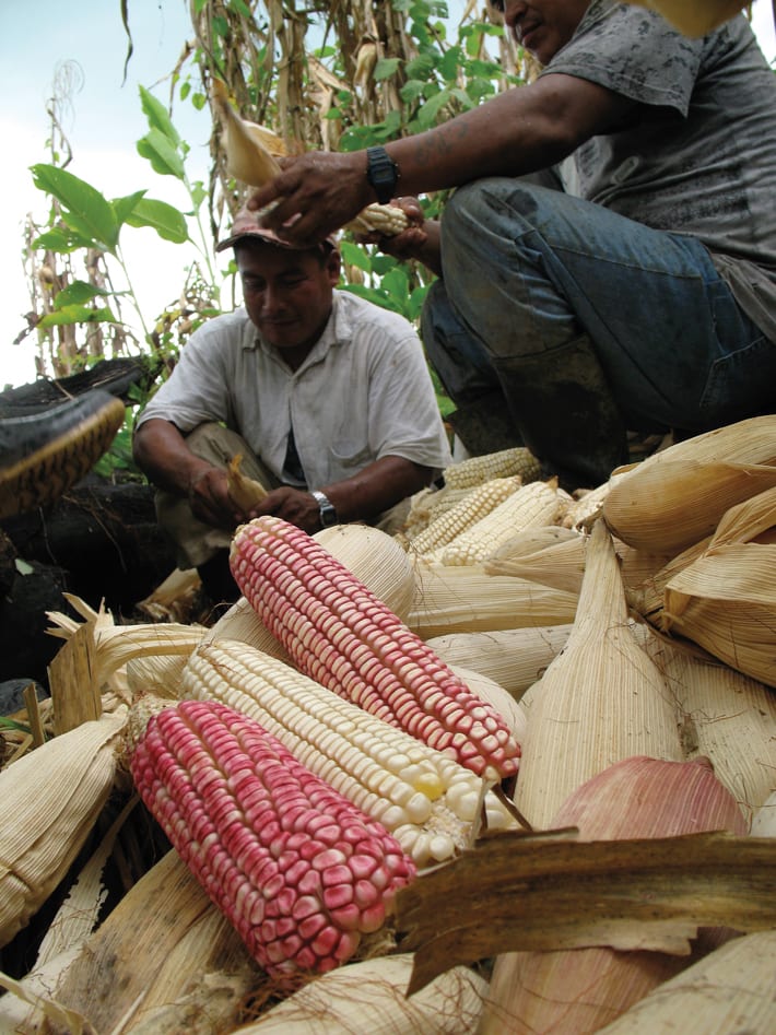 More than half of the modern Maya genome comes from ancient populations who migrated to the Yucatán Peninsula from southern Central America and South America beginning at least 5,600 years ago, and may have carried with them improved varieties of maize.