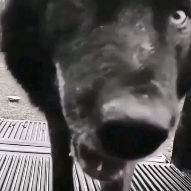 Domesticated wolf leaps up, and approaches camera