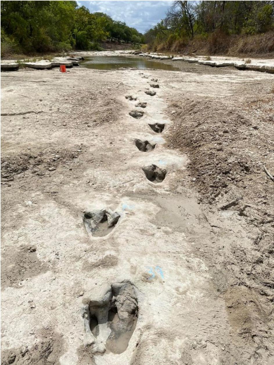 Amid a drought, the Dinosaur Valley State Park has discovered dinosaur footprints that have historically been covered by water and sediment. They date back more than 113 million years.