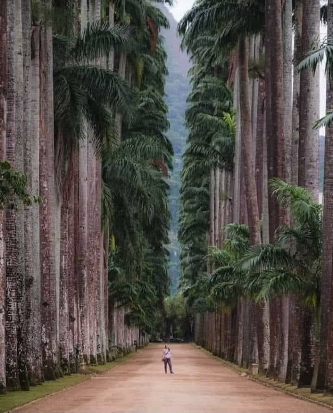 Botanical Park, Rio de Janeiro