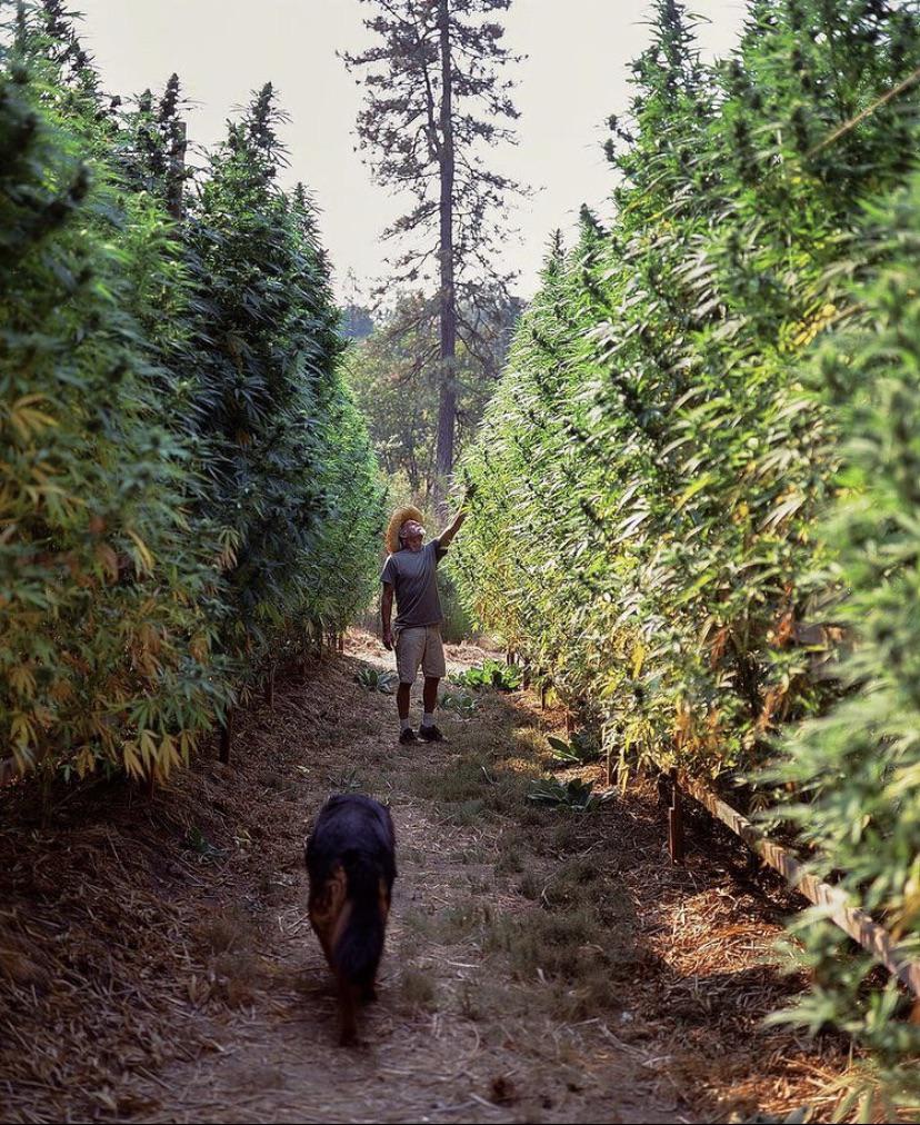 Giant Marijuana plants the size of Christmas trees