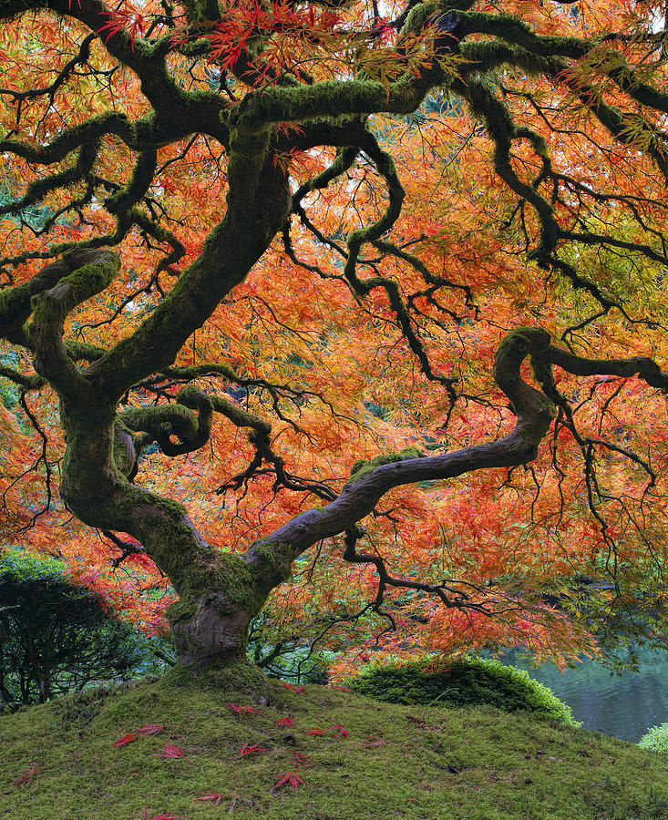 Excellent Japanese Maple reference for "designing" Bonsai. Photo credit David Gn.