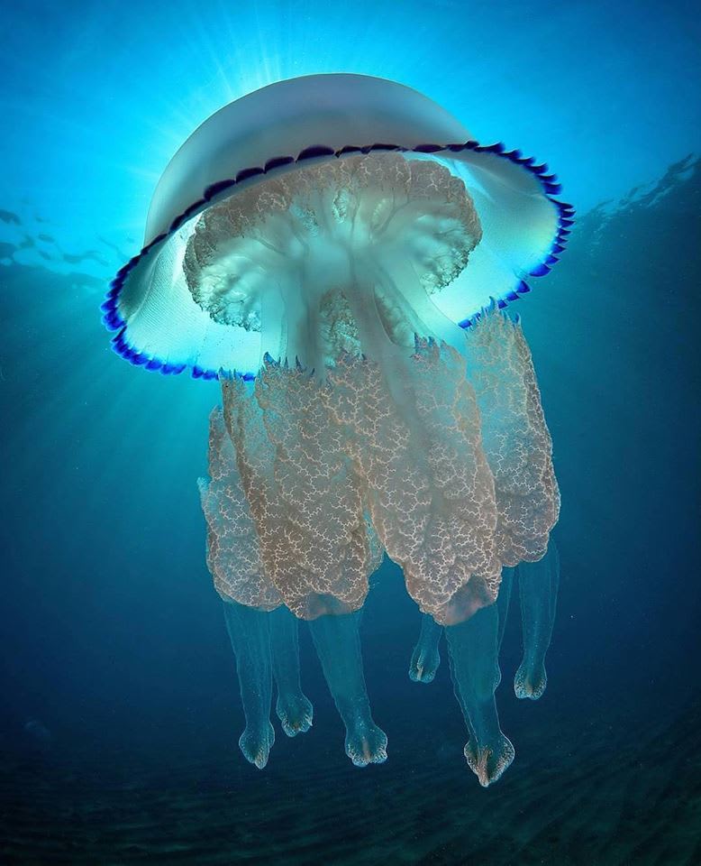 I didn’t realize jellyfish could be so beautiful!