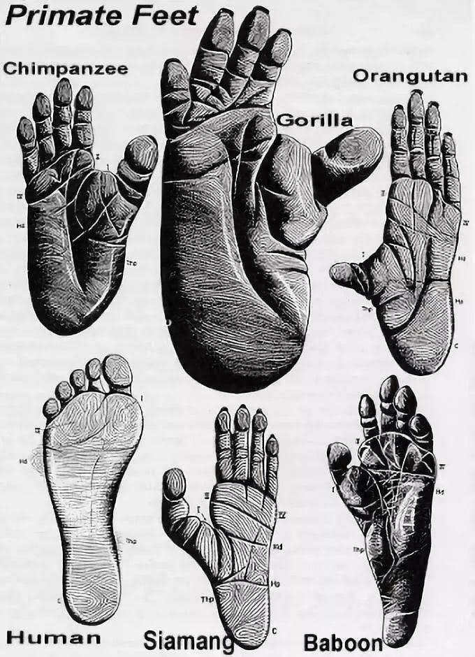 Know your primate feet!