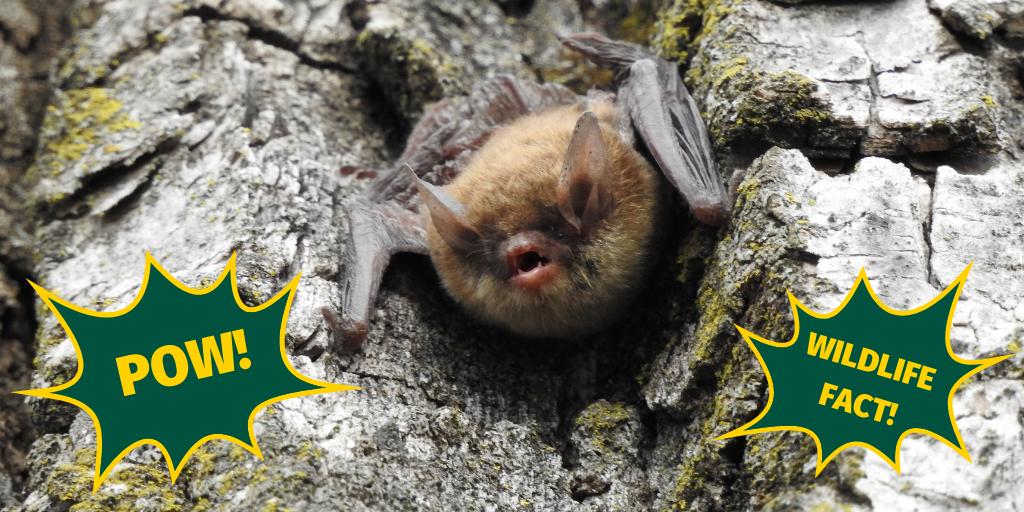 Na Na Na Na Na Na Na Na Na Na Na Na Na, it's #BatAppreciationDay! Did you know bats are the only mammals that can fly? Visit our blog to find more facts about these amazing creatures: