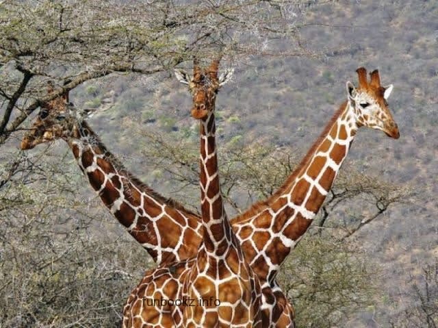 3 Headed Giraffe... Pics taken at the right moment | Comedy wildlife photography, Wildlife photography, Giraffe