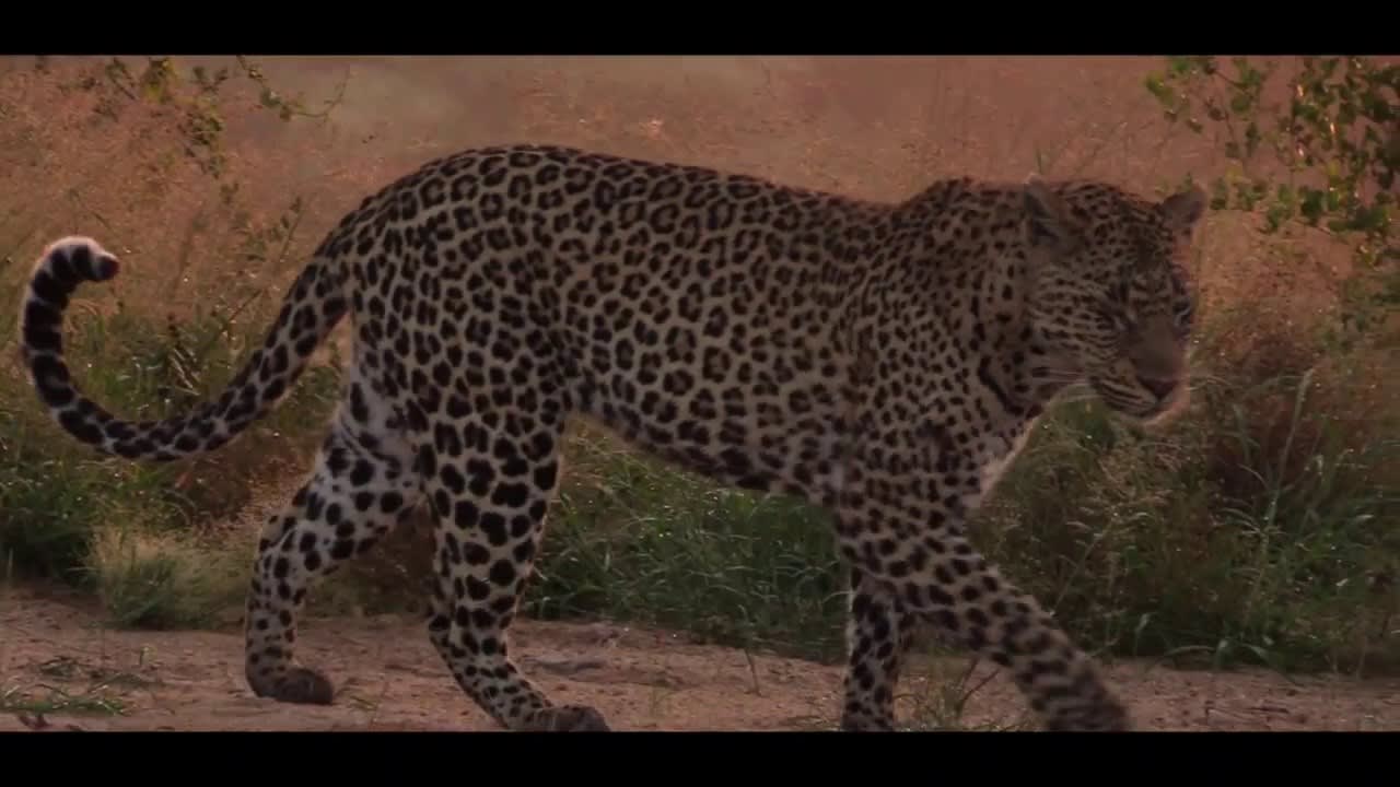 A leopard's roar