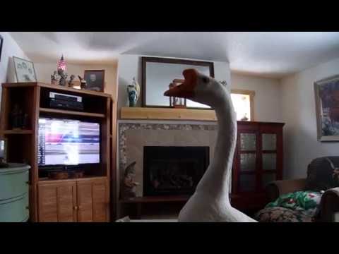 Time for NASCAR with Pet Goose George™ !!!