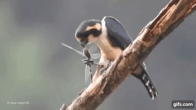 The black-thighed falconet is native to southeast Asia and is about the size of a parakeet, making it one of the smallest birds of prey in the world. They mainly eat insects but occasionally go after bats and other small birds.