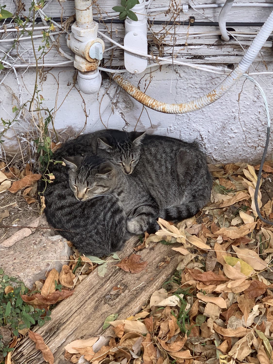 These 2 stray cats are from the same litter and absolutely love to sleep together outside my apartment.