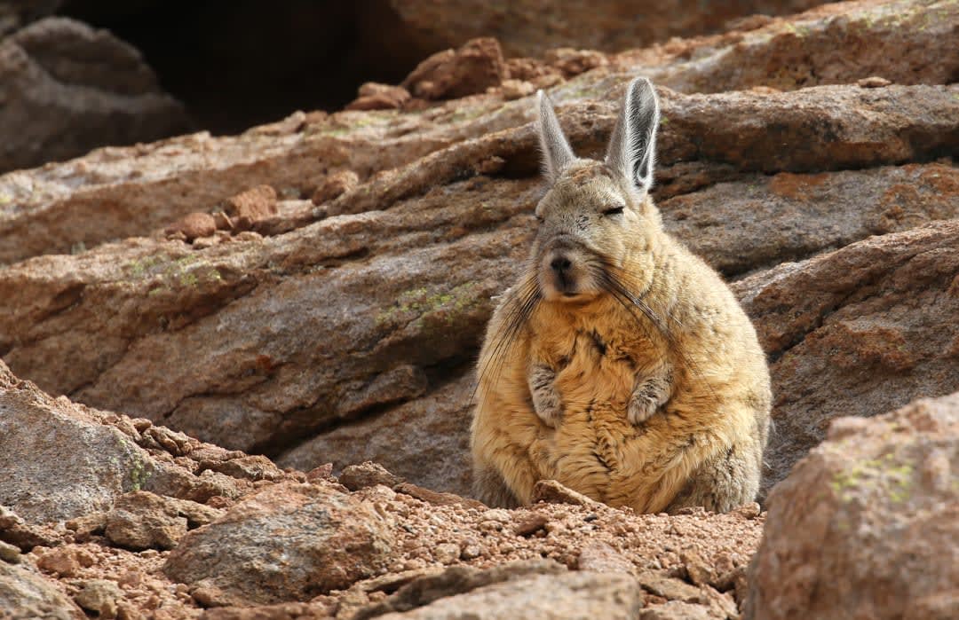 This is the mountain viscacha, also known colloquially as the sensei rabbit. Despite their name, they are most closely related to chinchillas. Females usually give birth to two babies.