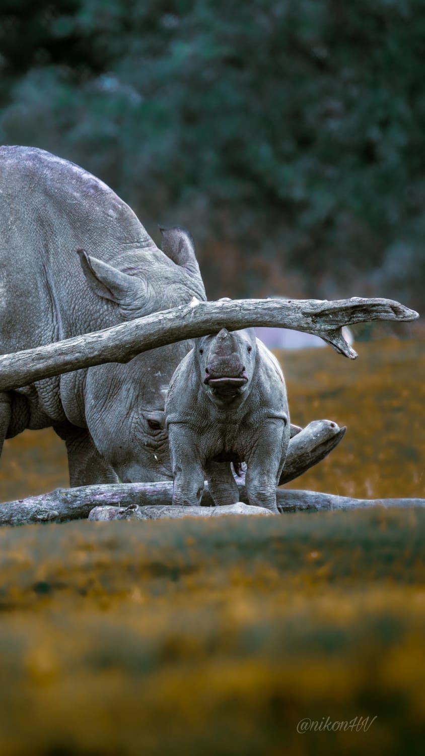 Baby Rhino showing me her strength.