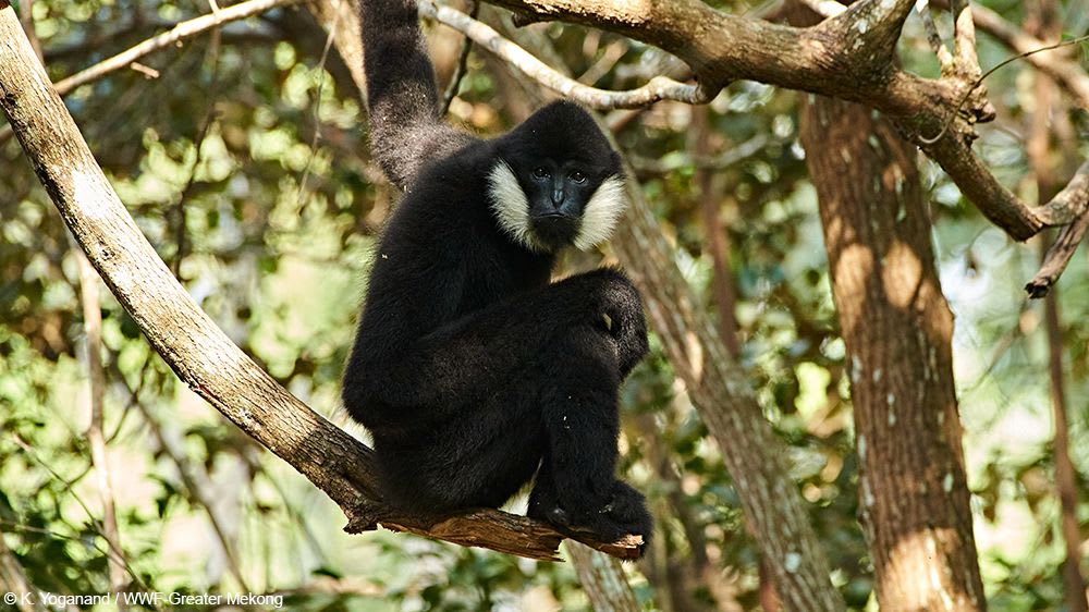 Did you know that Southeast Asia’s Greater Mekong region, which includes Thailand, Myanmar, Lao PDR, Cambodia, and Vietnam, is home to a remarkable 44 species of primates? Learn more: