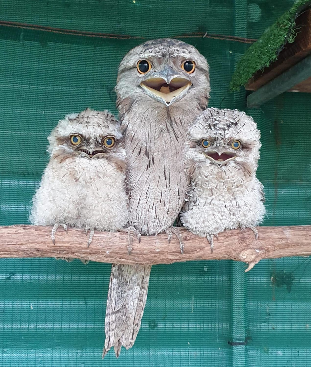 PsBattle: these three tawny frogmouth birds.