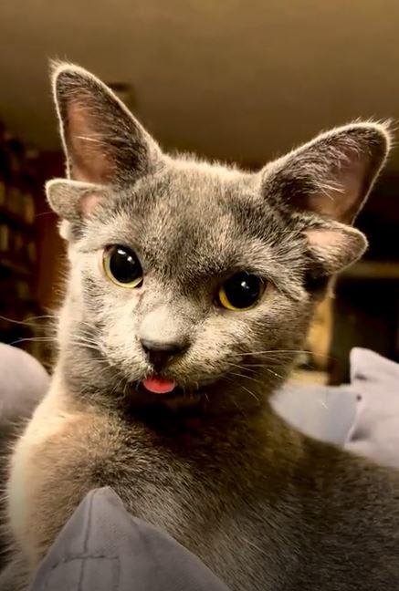 A rare cat born with 4 ears. It looks like a sci-fi alien pet!