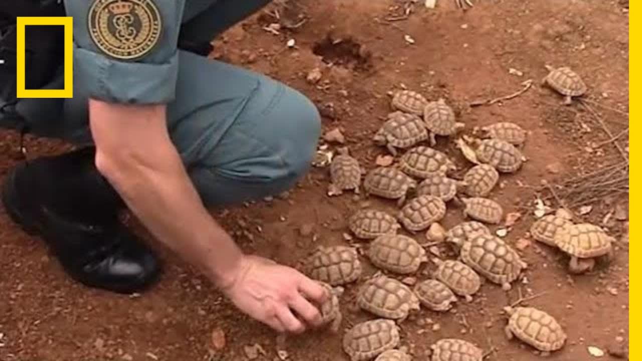 Police Raid What is Possibly Europe's Largest Illegal Turtle Farm | National Geographic