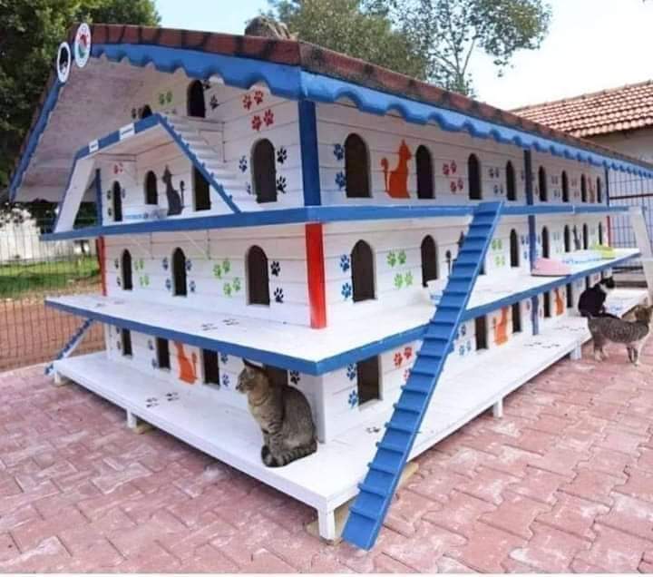 In Turkey they build these stray houses so that stray cats don't get cold at night