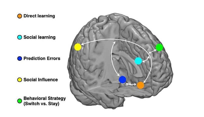 When learning on your own is not enough: In a new study, neuroscientists provide empirical evidence that there are parallel computations for direct learning and social learning and they are carried out in distinct but interacting regions in the brain