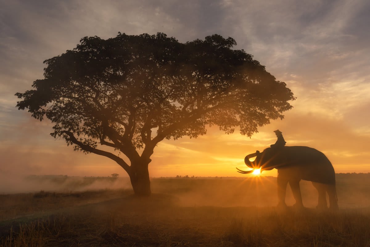 Stunning pictures capture the special relationship between farmers and elephants during a beautiful sunset in Surin City, Thailand. Picture by: Vithun Khamsong/Caters News See more: