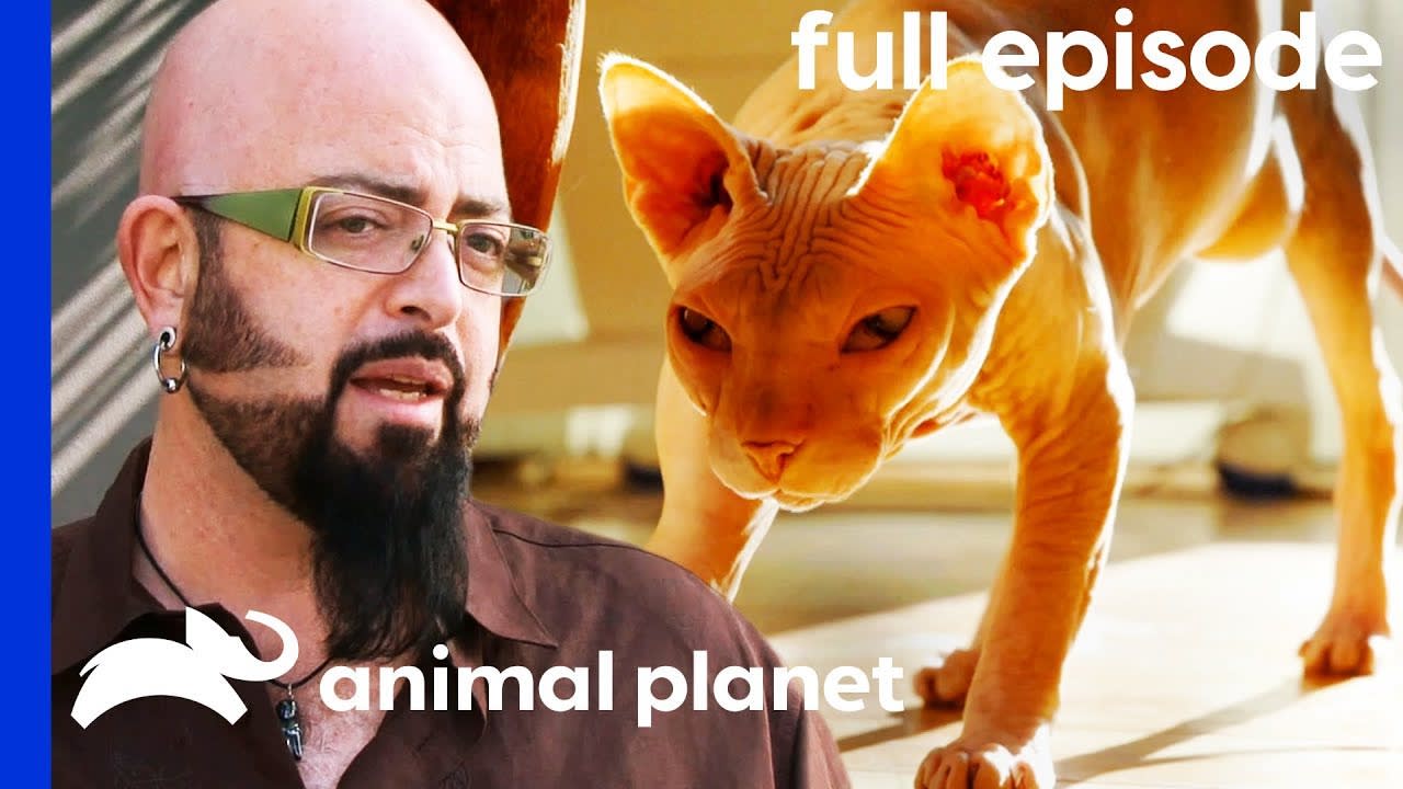 Sphinx Cat Fights Stop Owners From Sleeping | My Cat From Hell (Full Episode)