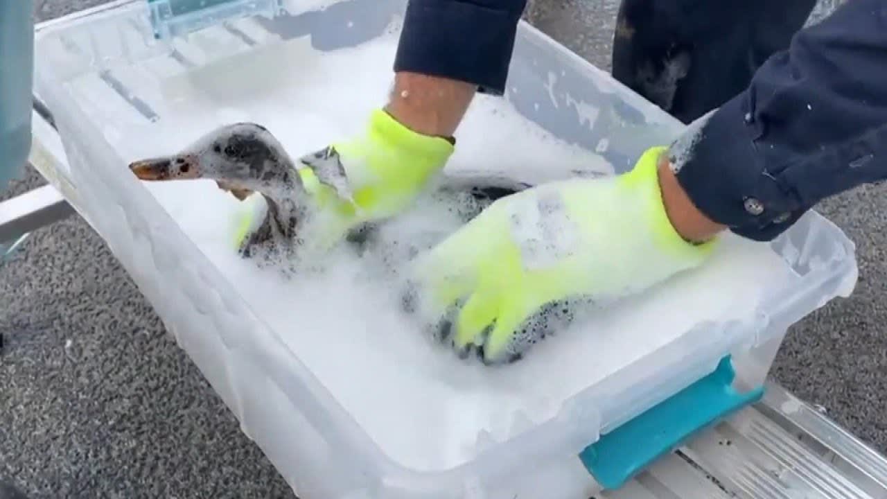 2 Ducks Rescued After Diesel Spill Covers Them in Oil
