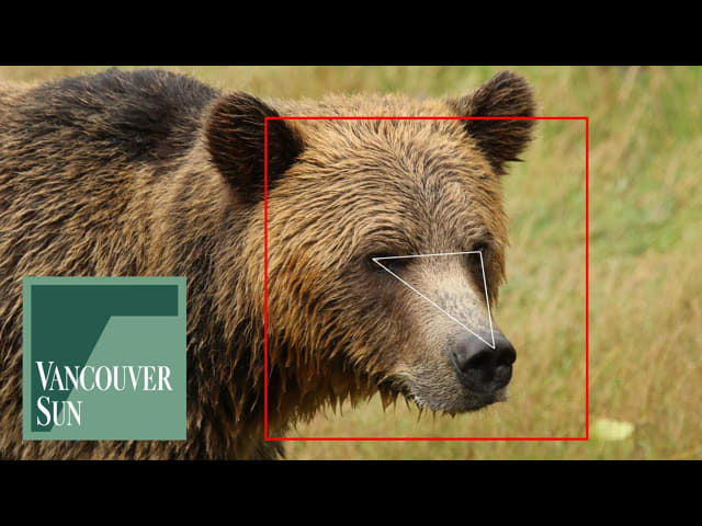 A new facial recognition system developed by the University of Victoria can identify individual Grizzly bears and follow them through their fastest growth period