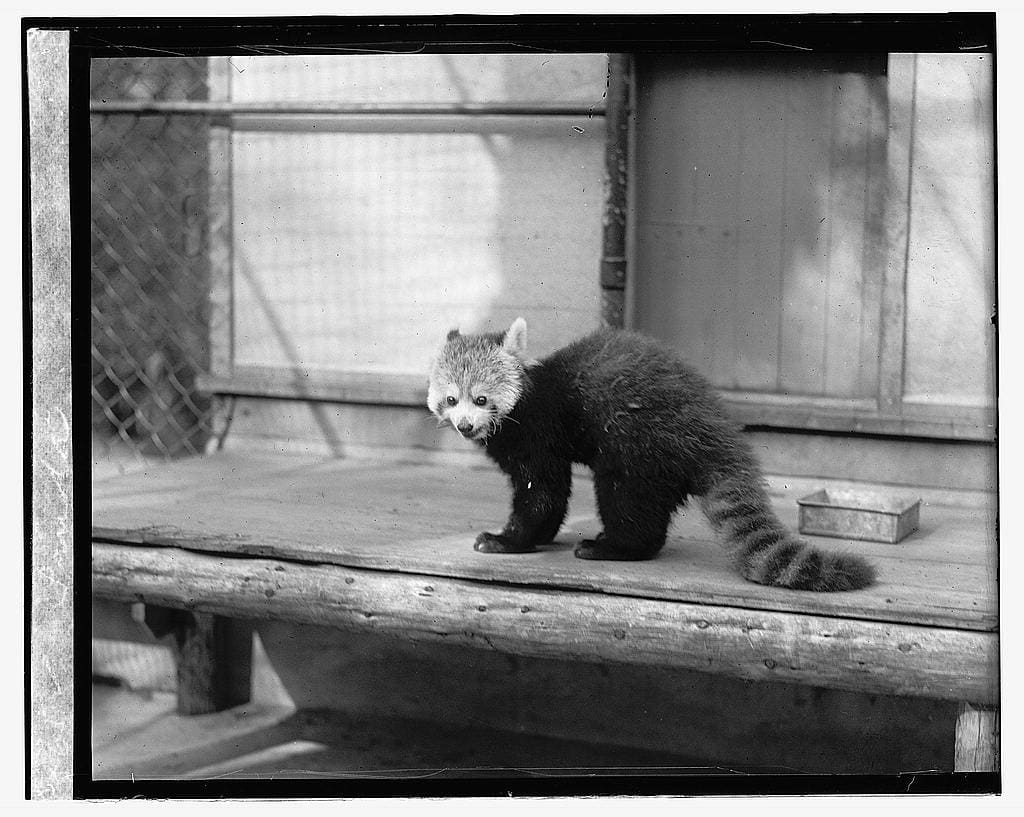 Timeline cleanser: An exploration of early appearances of red pandas in the collections at the Library of Congress.
