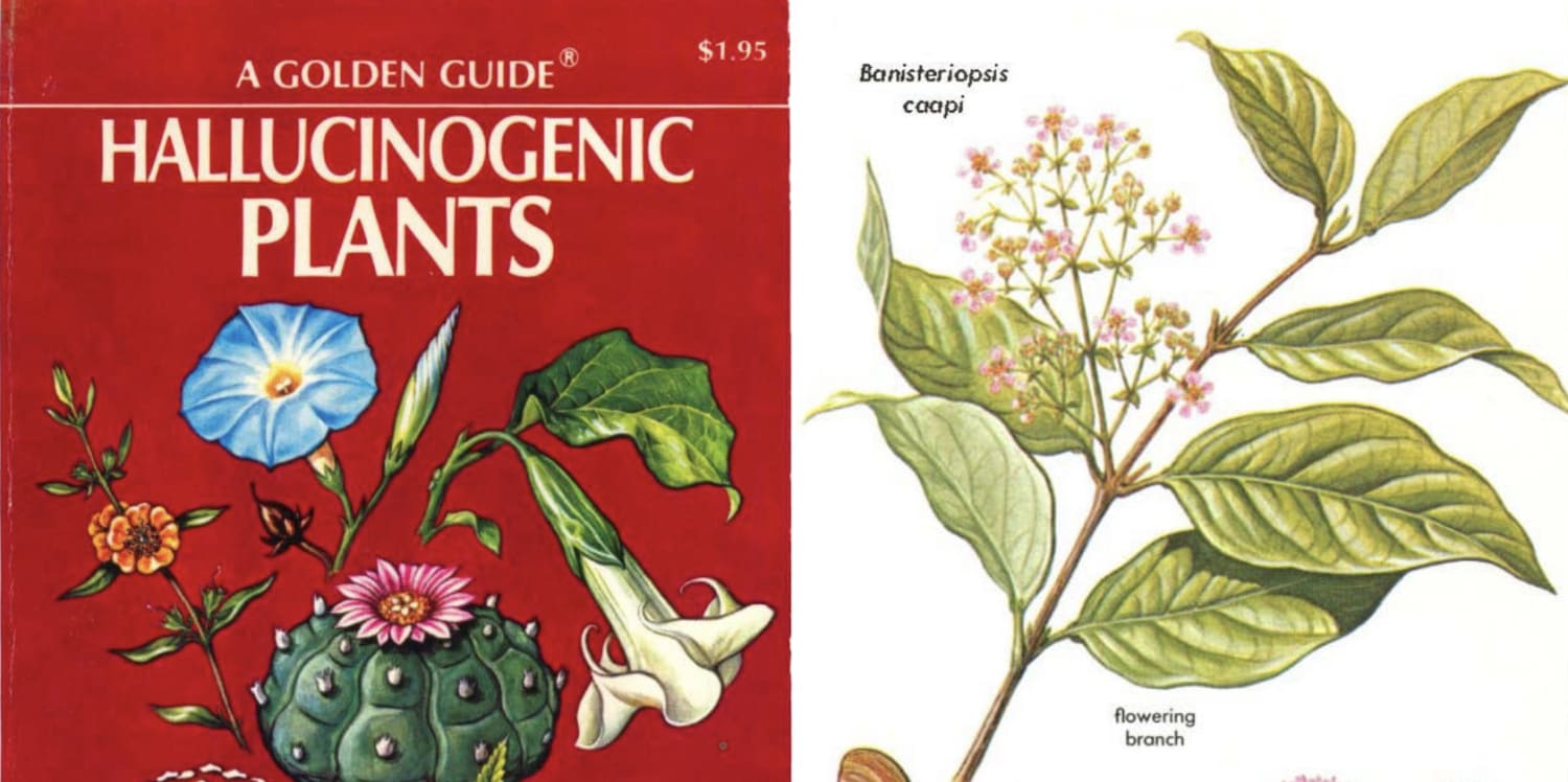 The Golden Guide to Hallucinogenic Plants: Discover the 1977 Illustrated Guide Created by Harvard’s Groundbreaking Ethnobotanist Richard Evan Schultes