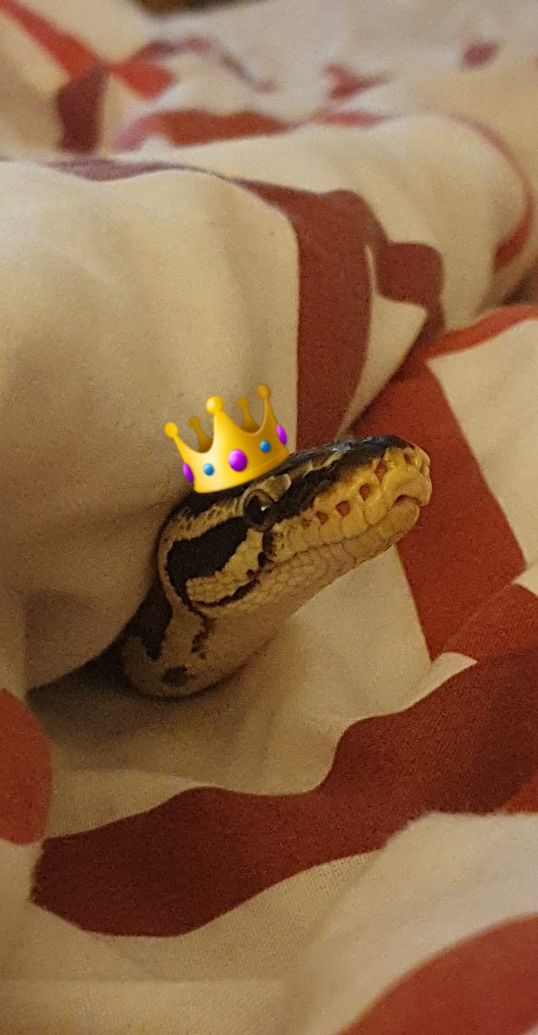 Putting the "Royal" into Royal Python